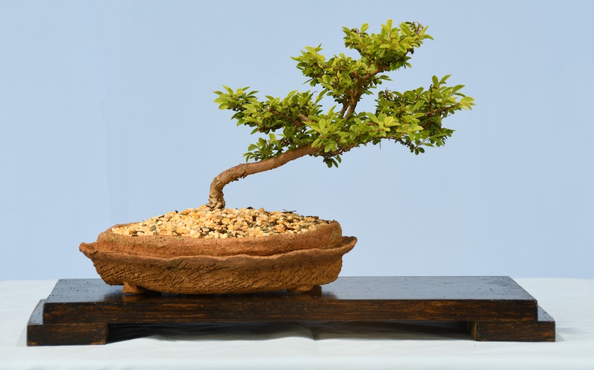 73-MN-Ulmus-parvifolia