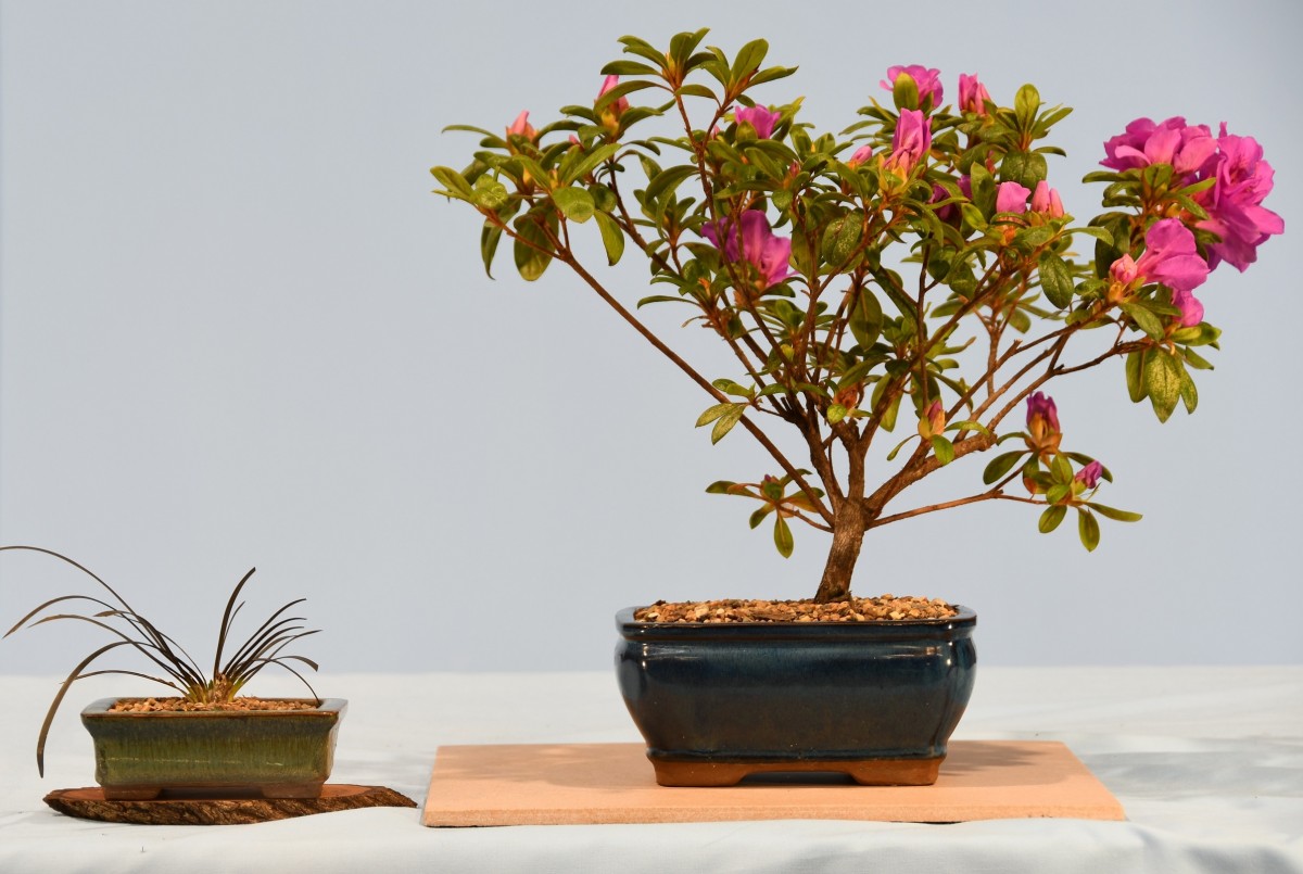 75-JH-Azalea-kurume-Mauve-Ice