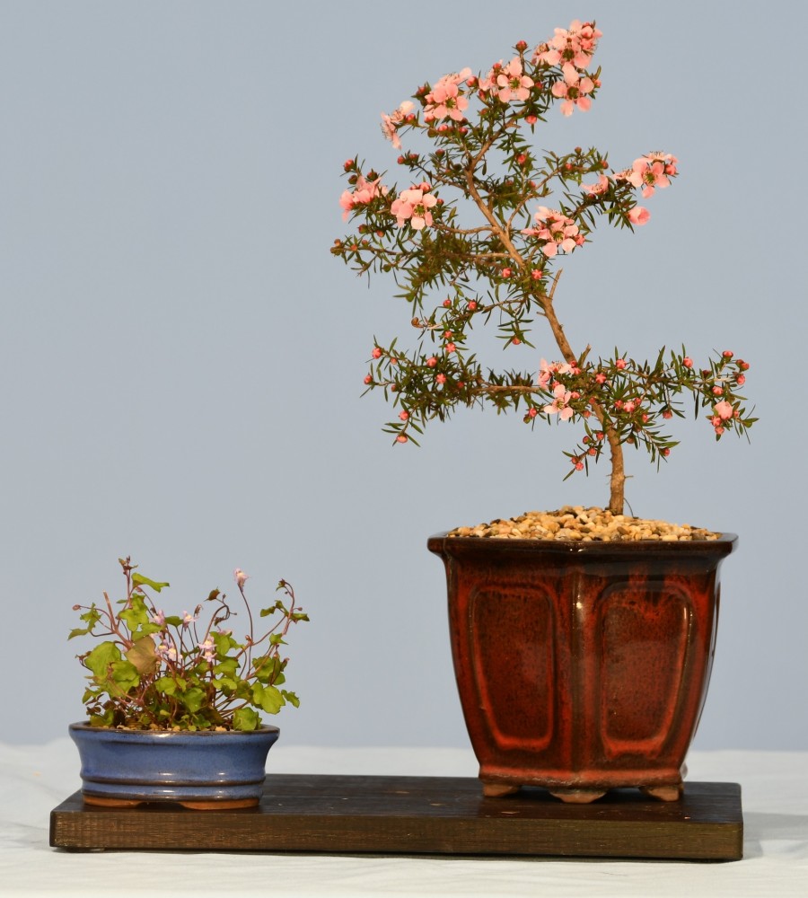 76-MN-Leptospermum-Pink-Cascade