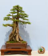 37-SY-Taxodium-distichum