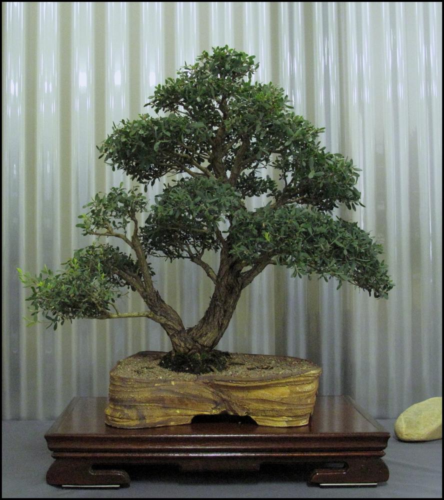 03---Leptospermum-laevigatum