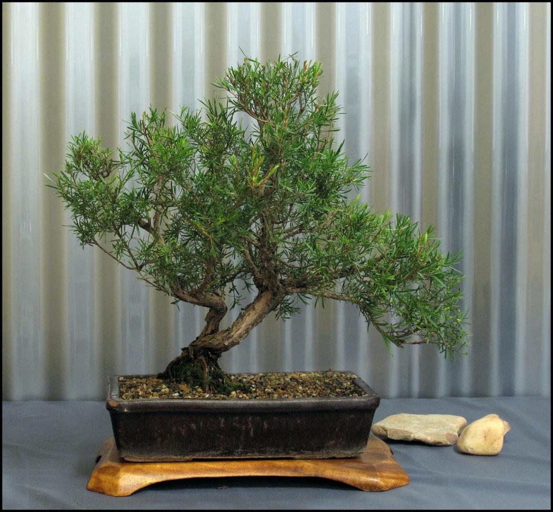 04---Kunzea-ericoides