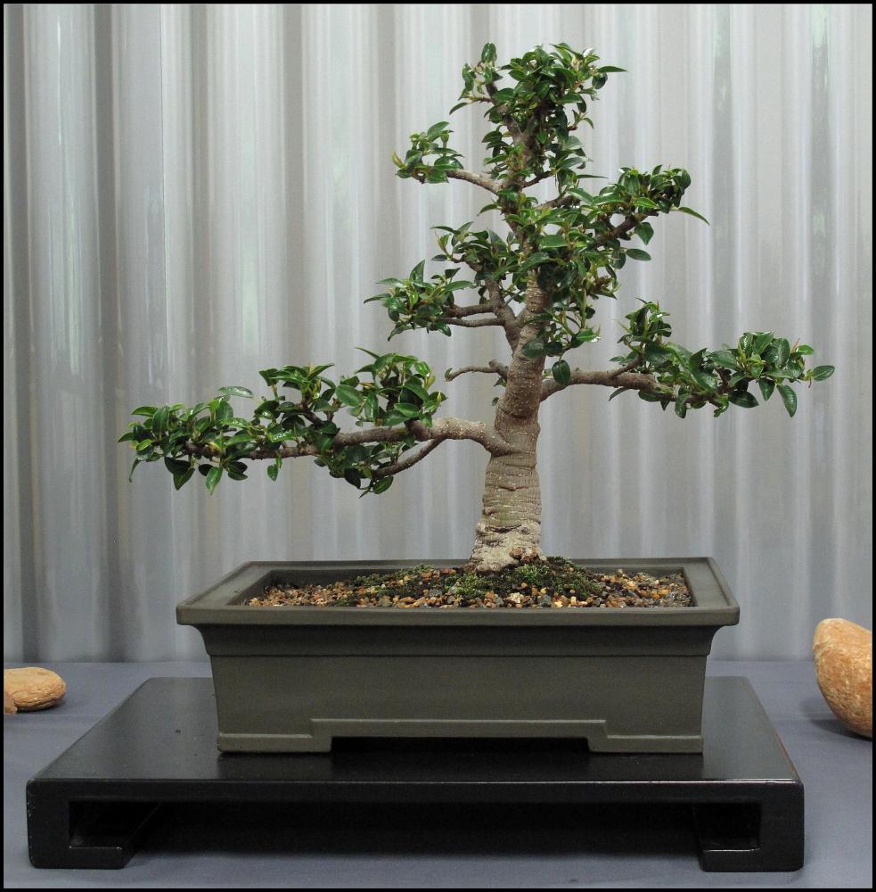 05---Ficus-rubiginosa