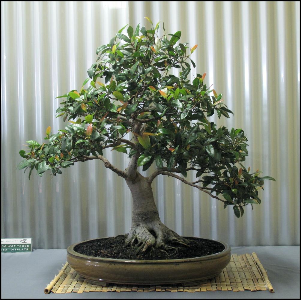 09---Elaeocarpus-reticulata