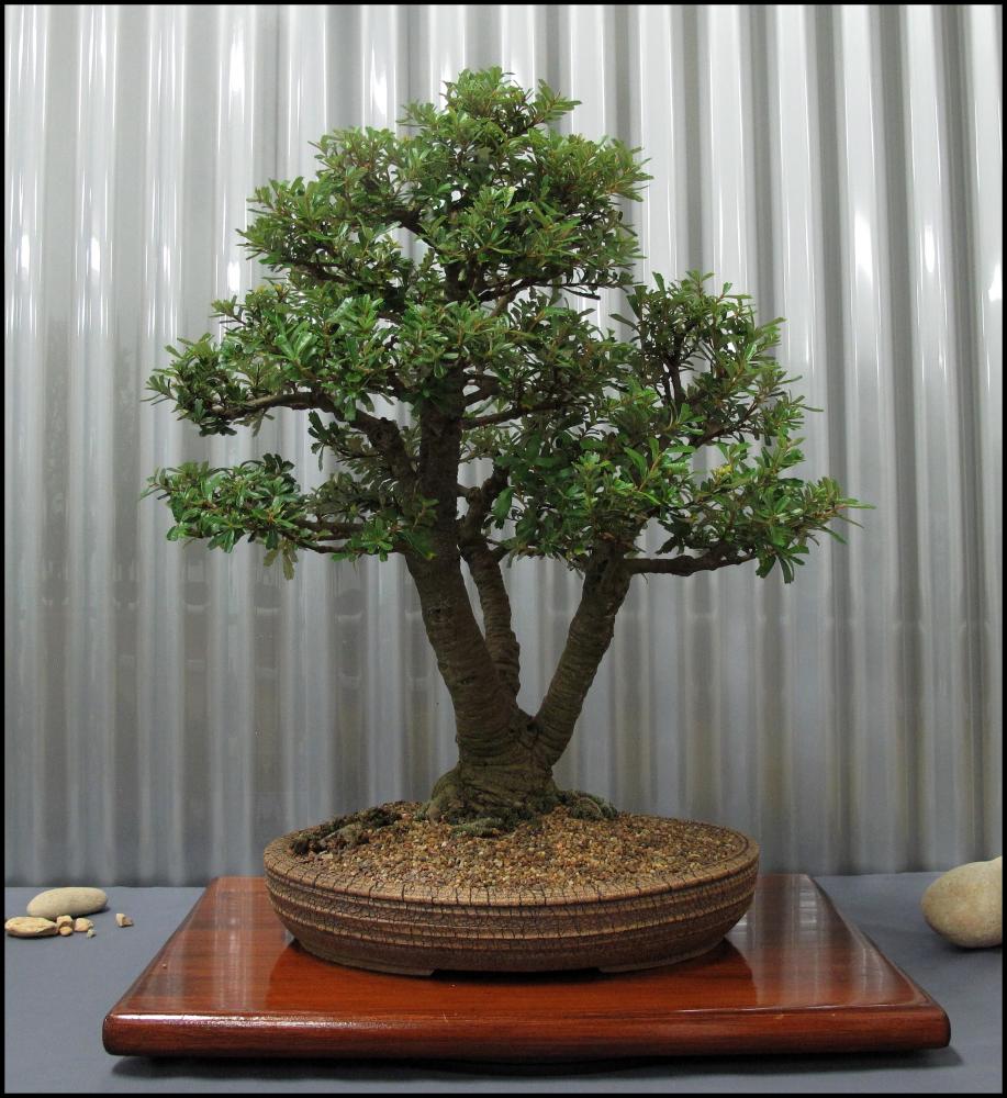 11---Banksia-marginata