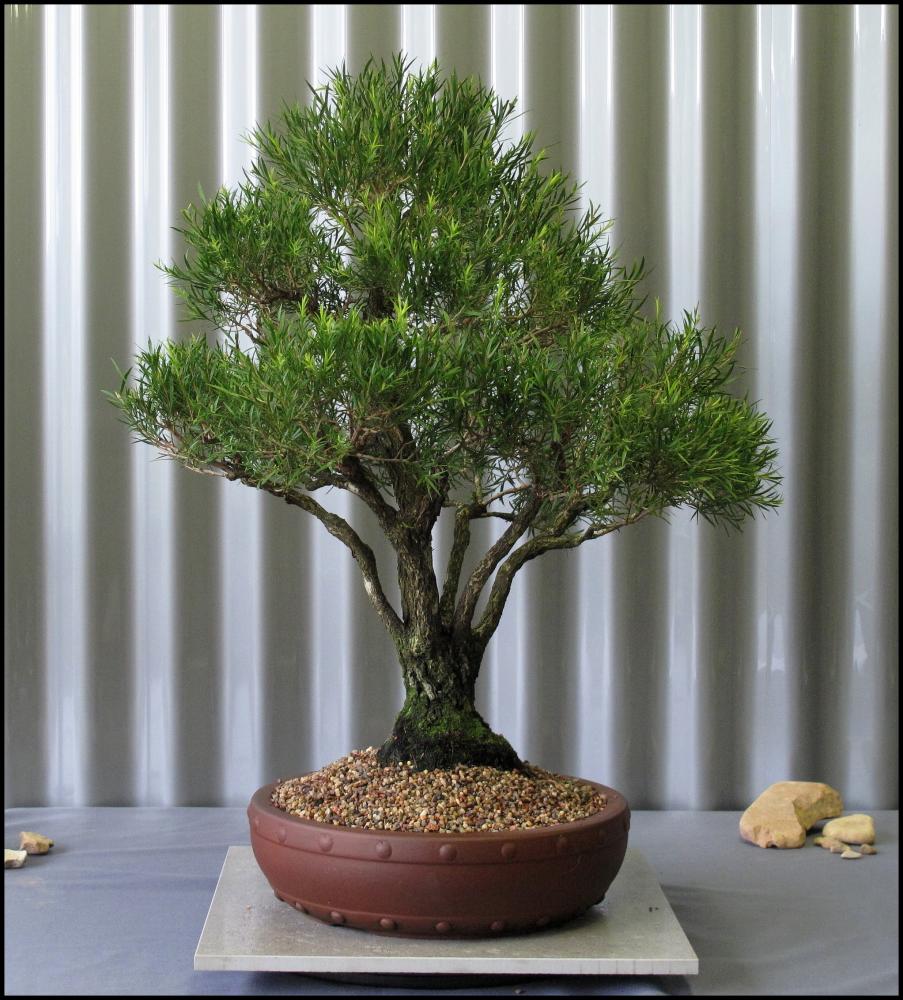 12---Melaleuca-bracteata