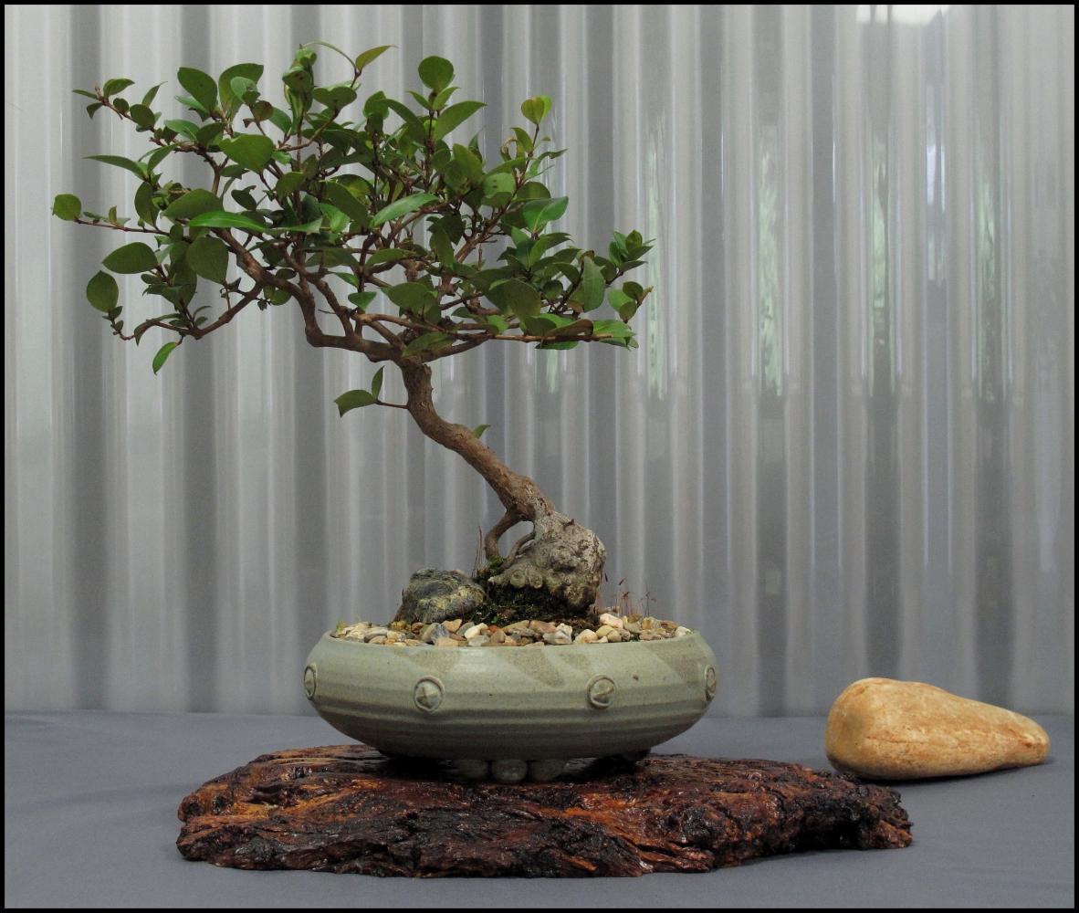 14---Backhousia-myrtifolia