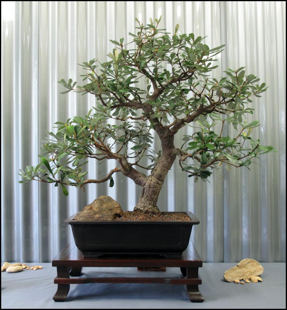 15---Banksia-ericifolia