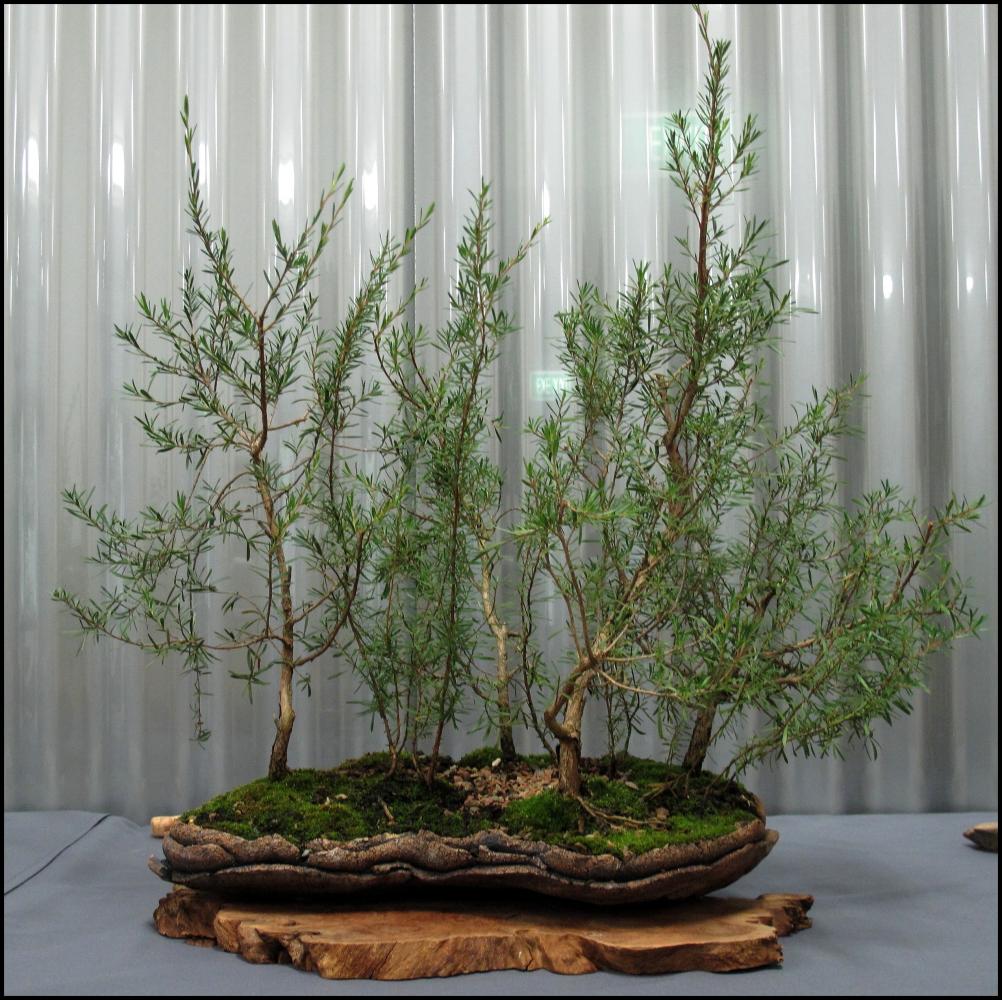 17---Kunzea-ericoides