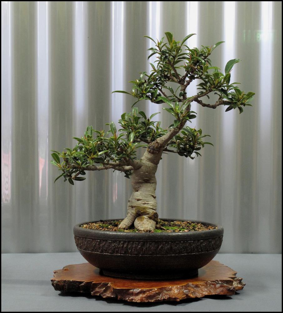 19---Ficus-rubiginosa