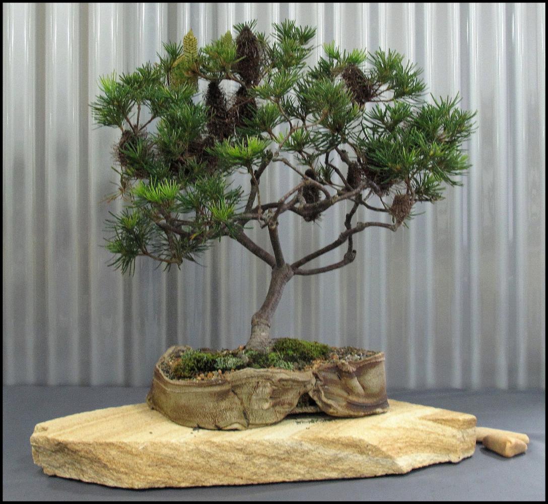 21---Banksia-spinulosa