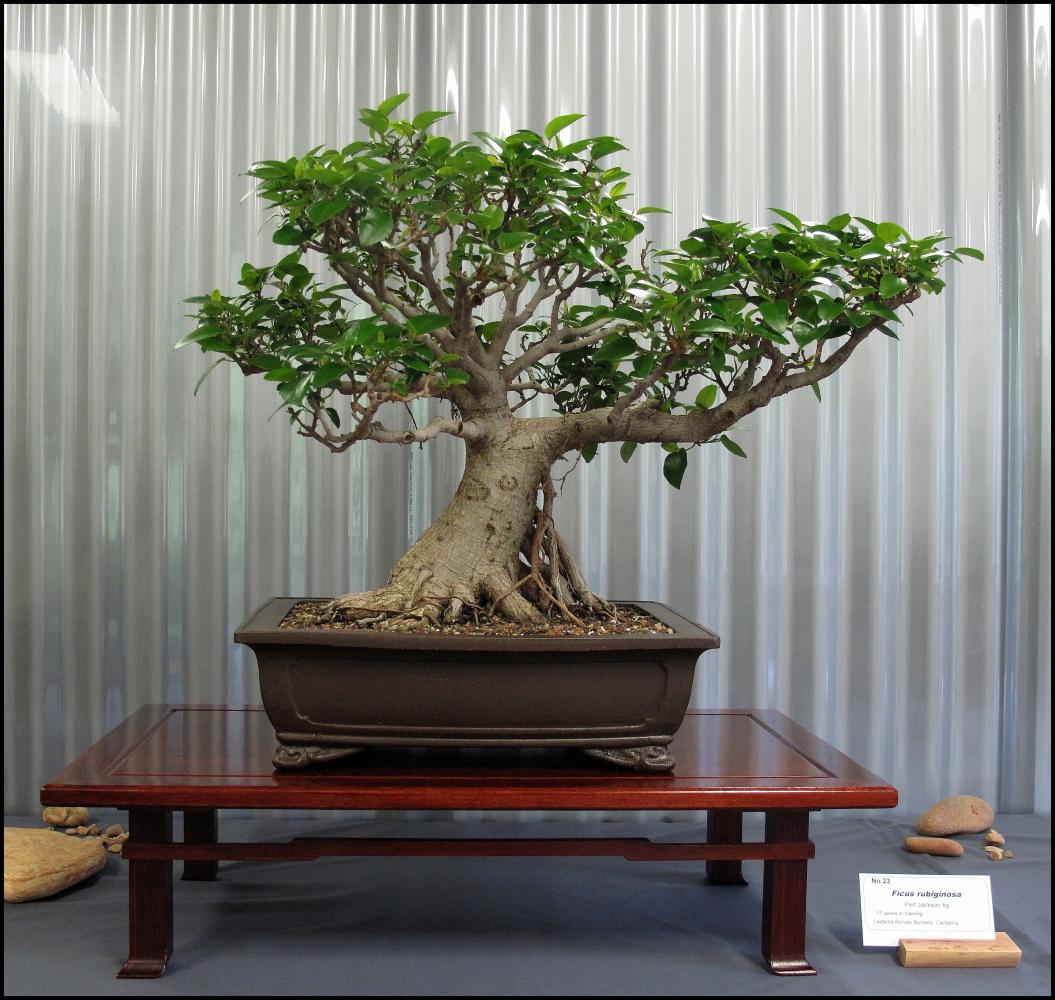 23---Ficus-rubiginosa