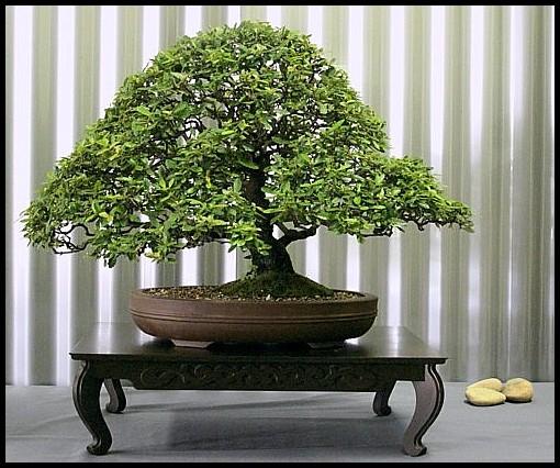 24---Callicoma-serratifolia