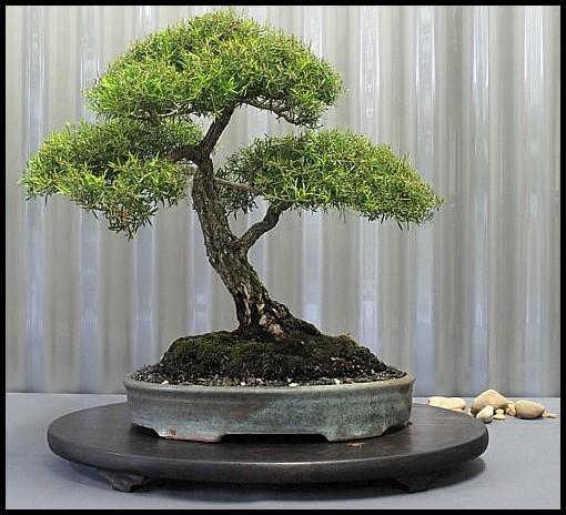 25---Melaleuca-alternifolia