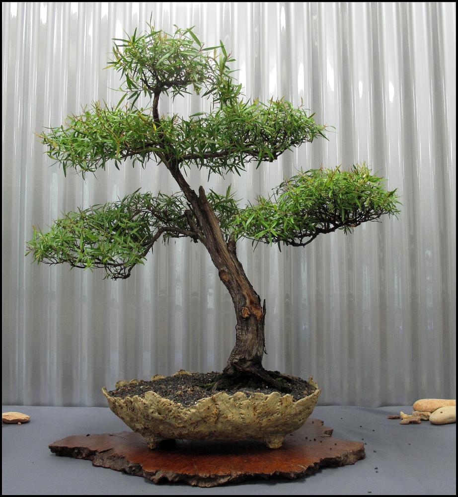 28---Leptospermum-petersonii