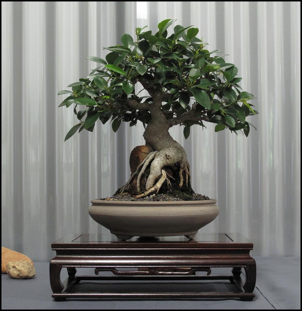 29---Ficus-rubiginosa