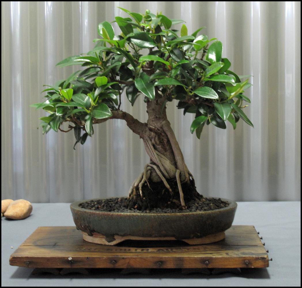 30---Ficus-rubiginosa