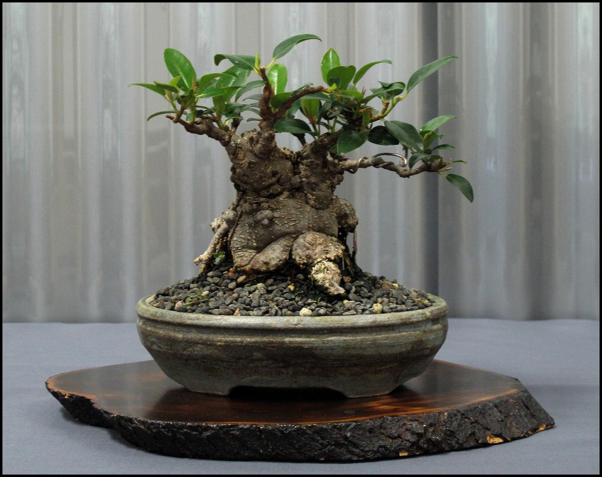 31-Ficus rubiginosa