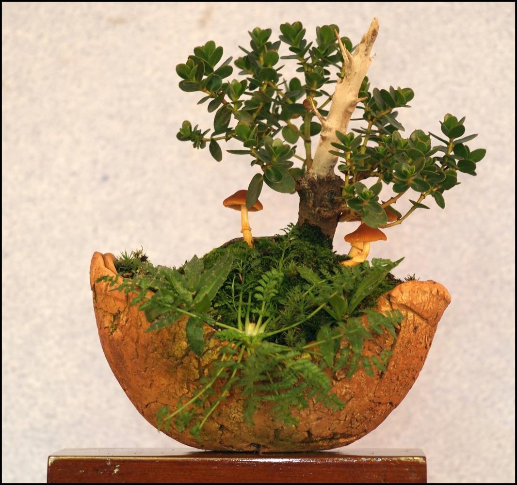 33---Eucalyptus-vernicosa