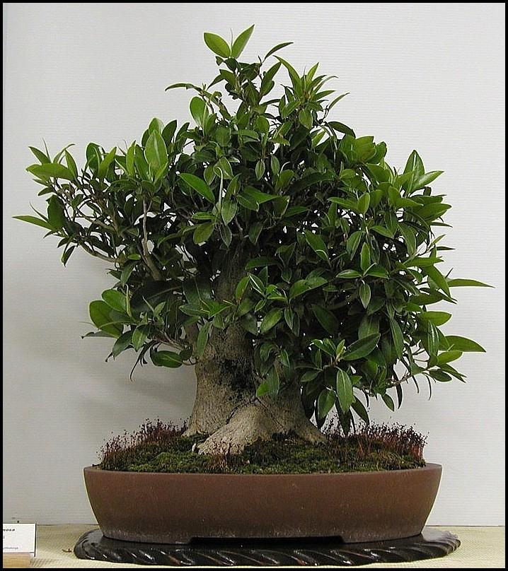 12- Ficus Rubiginosa