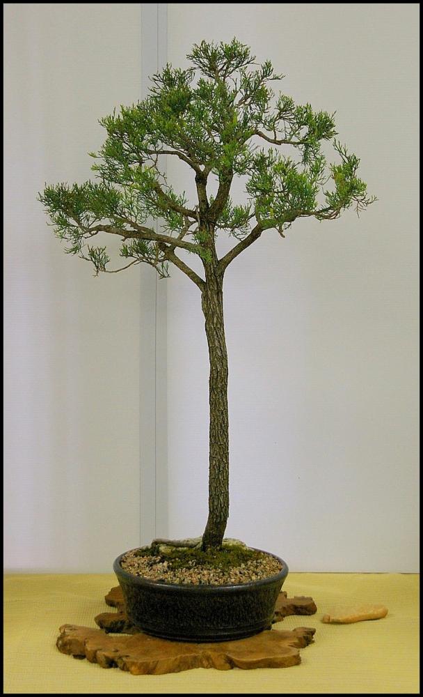 14Callitrisglaucophyllalarge