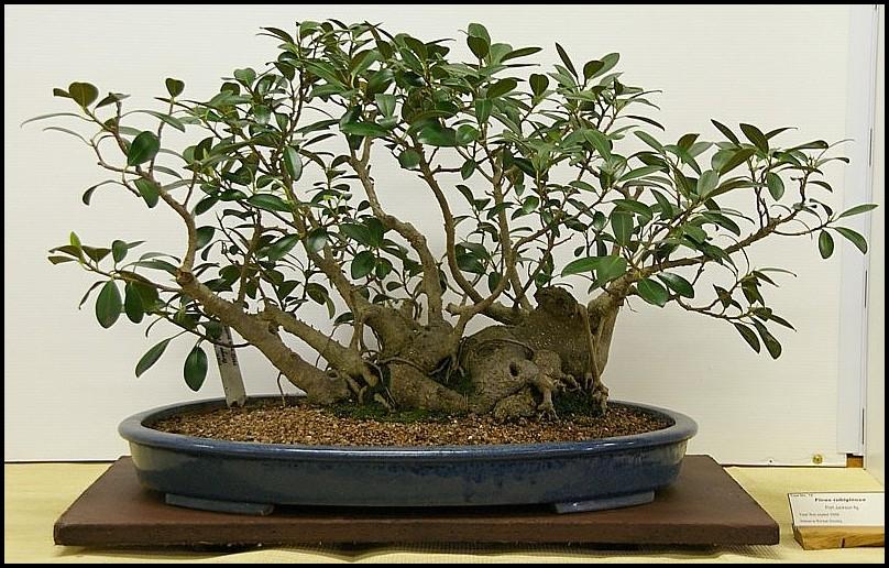 19Ficusrubiginosalarge