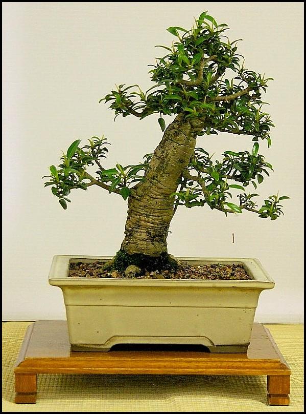 20FicusrubiginosaLittleRubylarge