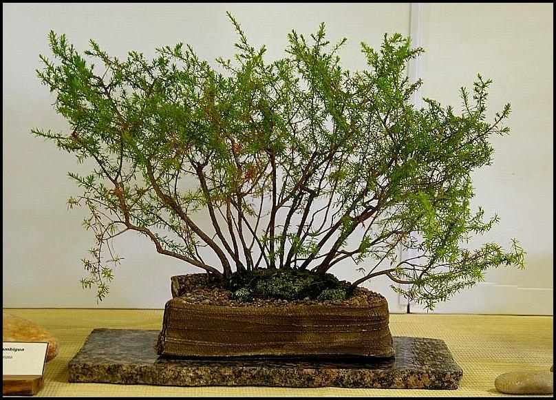 27Kunzeaambigualarge