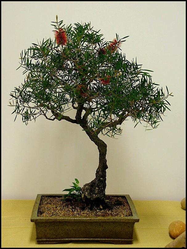 29Callistemonsplarge