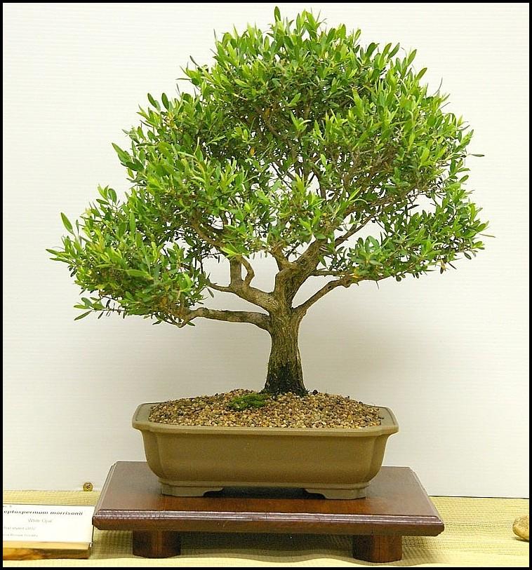 5- Leptospermum morissonii