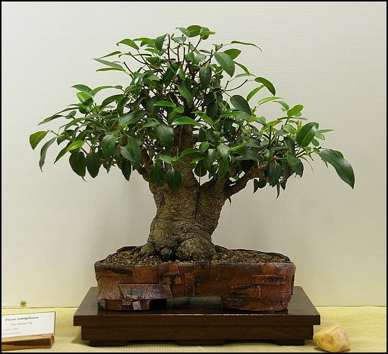 1 Ficus rubiginosa