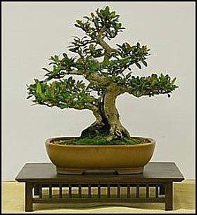 7 Tristaniopsis laurina small