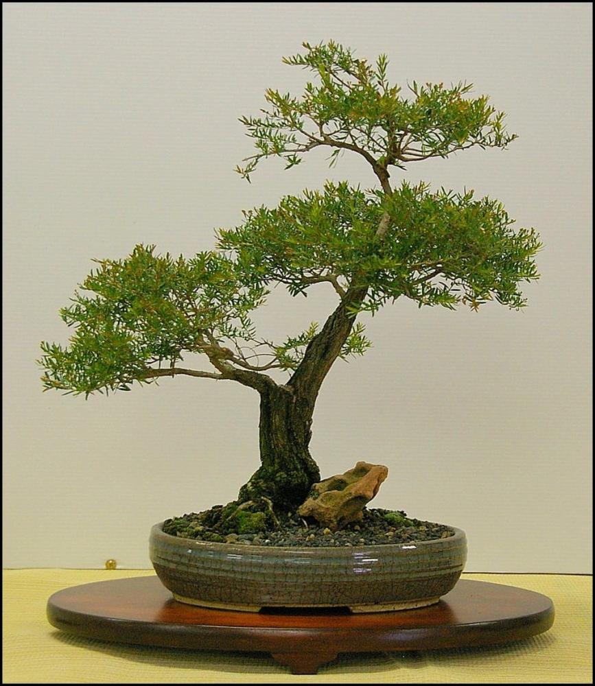 9Babingtoniaplurifloralarge