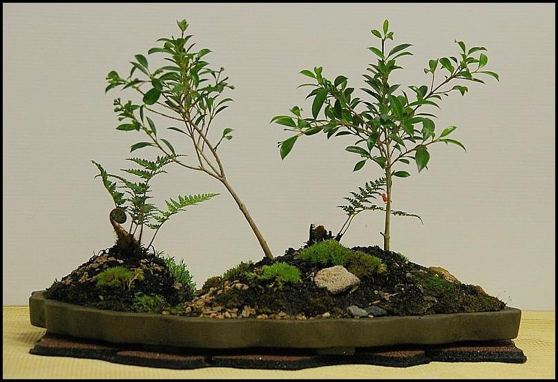 13AcmenasmithiiandDantarcticalarge