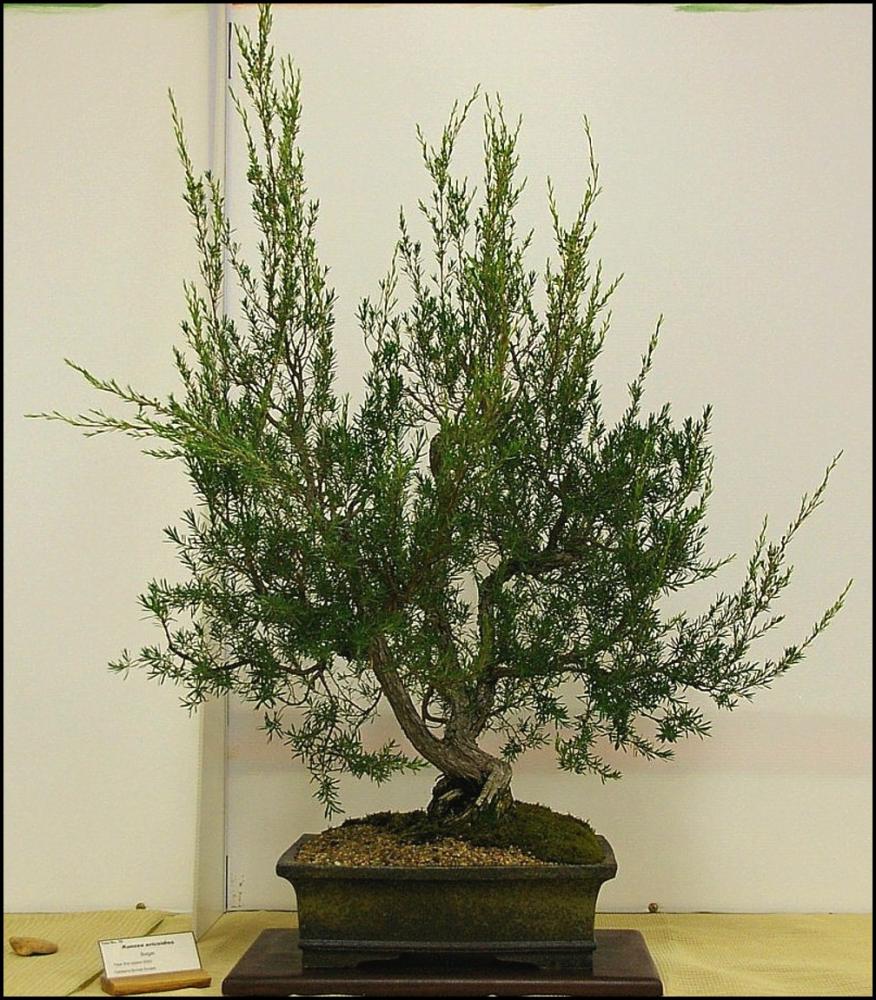 16Kunzeaericoideslarge