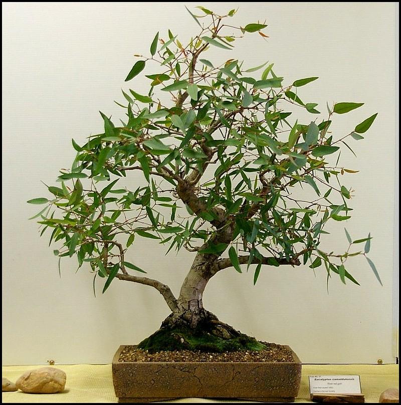 21Eucalyptuscamaldulensislarge