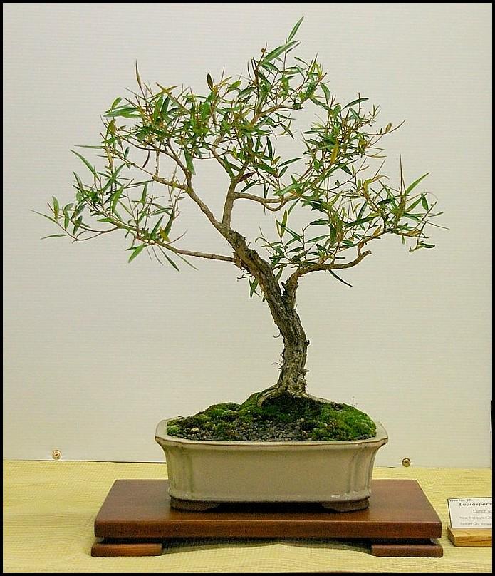 22Leptospermumpetersoniilarge