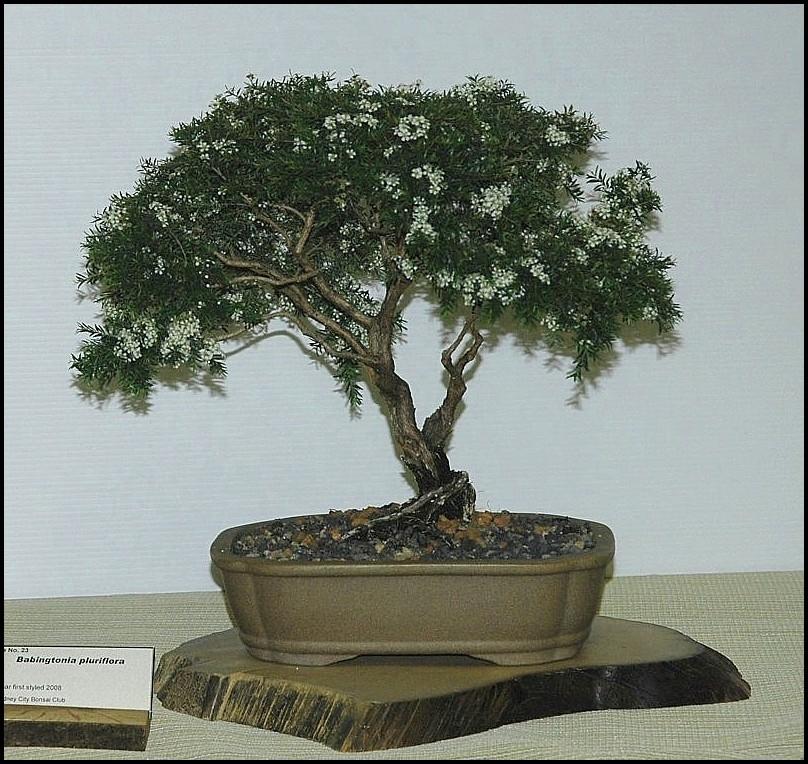 23Babingtoniaplurifloralarge