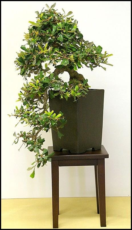 24Banksiamarginatalarge