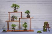 CBS-2023-7-Sohin-display-various-trees